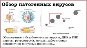 43. Обзор возбудителей вирусных инфекций