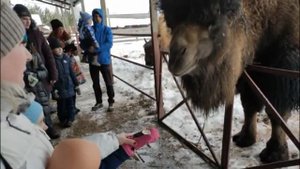 страусиная ферма пермского края