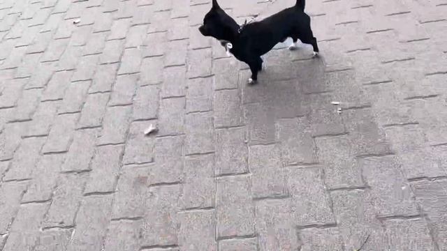 Собаки ? ?? тоже смеются ?, только они смеются ? хвостом. Новый друг ??. Чихуахуа Мия. смотреть онлайн