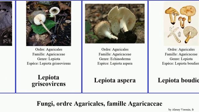 Fungi, ordre Agaricales, famille Agaricaceae leucoagaricus lepiota des fungus bois auguste aspera смотреть онлайн