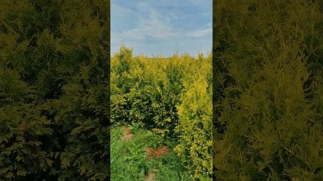 Туя Западная Голден Брабант / Thuja occidentalis Golden Brabant