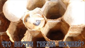 ЧТО ВНУТРИ ГНЕЗДА ОГРОМНЫХ ШЕРШНЕЙ?