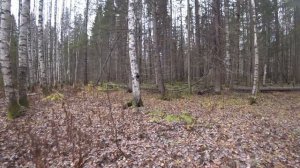 Сбор чаги. Два выезда. Нашёл болото где попадает чага. Продвигаемся к поляне.