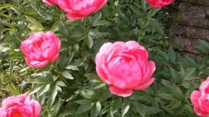 Самые красивые пионы/Вероника Поливкина