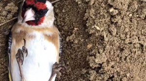 Ловля реполова , щегла.