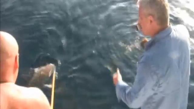 Рыбалка на акулу мальдивы рыбалка экстрим shark fishing смотреть онлайн