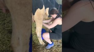 Девушка из города доит корову.