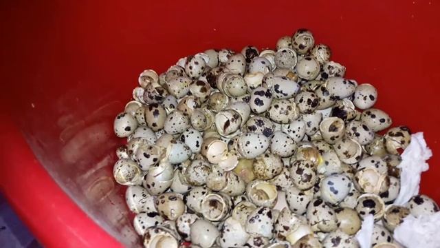 05-Микс вывод. Процент вывода перепелов породы Альбинос техасский СТАНДАРТ. смотреть онлайн