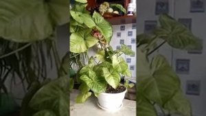 Сингониум уход, полив, размножение, пересадка