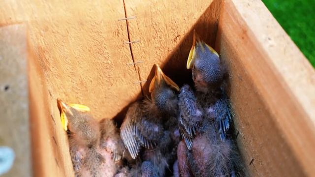 СПАСЕНИЕ МАЛЕНЬКИХ ПТЕНЦОВ, которых НАШЛИ в СПИЛЕННОМ ДЕРЕВЕ смотреть онлайн