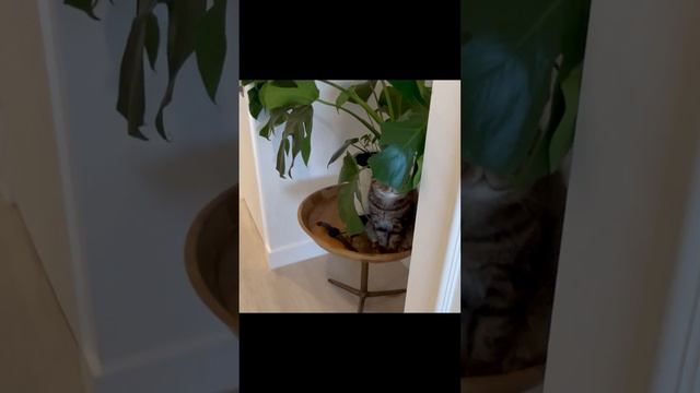 Практическое руководство по тренировке кошек | Подготовка для #catlovers