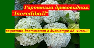 Гортензия древовидная "Инкредибл" ('Incrediball` = `Strong Annabelle')