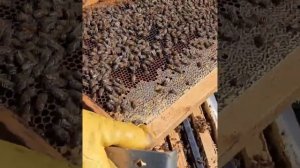 Смех и Грех#пчеловодство#пасека#какрасширятьпчёл#изоляцияматок#малыхин#миленин#гопка#весна2021#дача