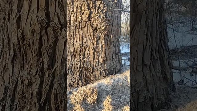 Рекламные деревья в Климово Брянской области