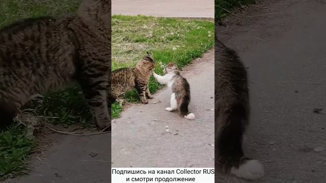 Драка котов