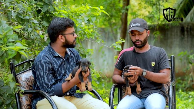 How to select Doberman puppy | Doberman puppies for sales | Dog sales | puppy sales |