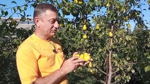 Обзор летних сортов груш урожая 2022 г.