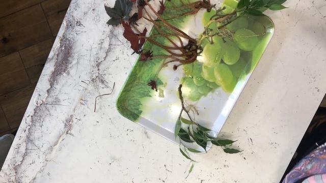 Фикус Бенджамина. Бегония. Укоренённые черенки. смотреть онлайн