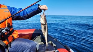 Это же ТРЕСКА! Рыбалка в Балтийском море. Одно из самых красивых видео