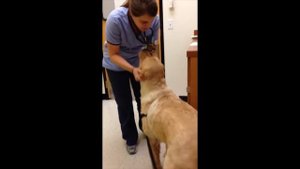 Эта Собака Каждую Ночь Смотрела На Хозяина, А Потом Он Узнал Шокирующую Правду