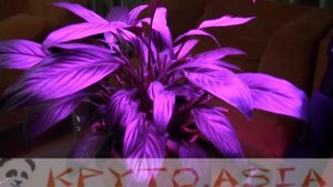 Лампа для растений 225 светодиодов 14Вт, синий + красный свет