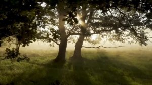 Истории на ночь. СОВЁНОК. ВСЕ ЧАСТИ. Василий Кораблёв