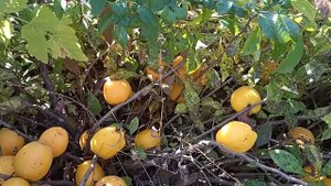 Айва.Самые ароматные плоды.Рекомендую!!!