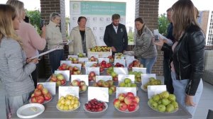 Что нужно знать о колоновидных яблонях