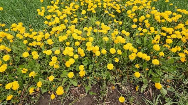 Природа #relax# muzik # relax video # relaxing video # beautiful video # relax muzik #relax смотреть онлайн