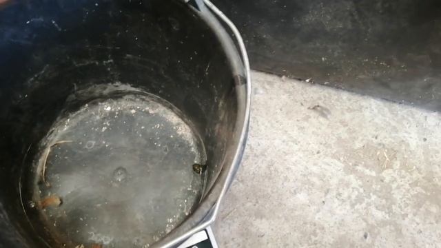 Билефельдер / Bielefelder kennhuhn в 64 дня. смотреть онлайн