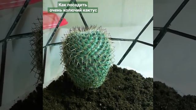 Как я сажаю очень колючий кактус во флорариум смотреть онлайн