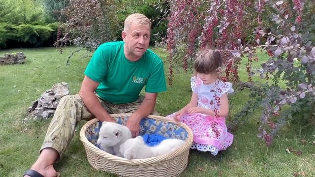 Ангелина сегодня грустная, а Олег Зубков рассказывает КАКАЯ СУДЬБА ждет львов в ближайшее время! смотреть онлайн