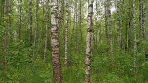 Берёзовая роща #2/Birch grove #2   05.06.2021