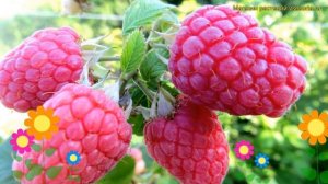 Малина обыкновенная Глен Файн. Краткий обзор, описание характеристик rubus daes Glen Fain