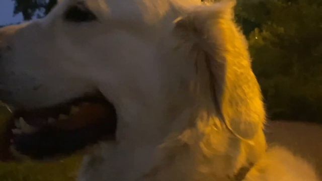 Ms.Alya Golden Retriever listens to the Nightingale singing. Аля слушает пение соловья