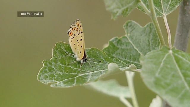 Днепро Сожский заказник