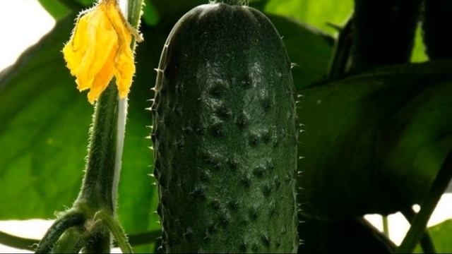 Как ухаживать за огурцами в теплице смотреть онлайн