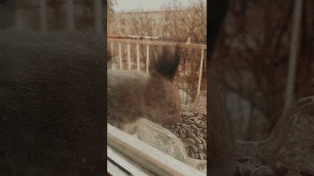 Сибирские белки #белки смотреть онлайн