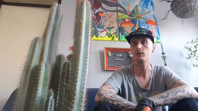 Volwassen Grote AMAZING BLUE SKY CACTUS (PILOSOCEREUS MAGNIFICUS) Ophalen & Verzorging & Tips DIY смотреть онлайн