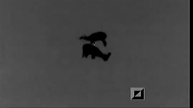 Наблюдение за живьём Тепловизор Pulsar Apex XD75 смотреть онлайн