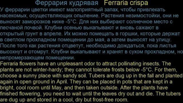 #Фелиция #Felicia #Феррария #Ferraria Garden flowers208 Декоративные растения смотреть онлайн