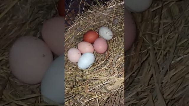 Сколько яиц сегодня 🥚🥚🥚 #farm #chicken #дача #куры