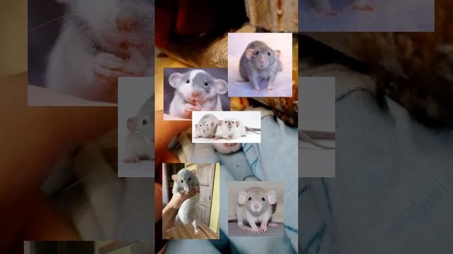Все о содержании и видах крыс.Декоративная крыса:уход и содержание