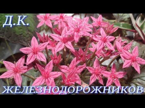 №889/ ВЫСТАВКА цветов и ОРХИДЕЙ в Краснодаре