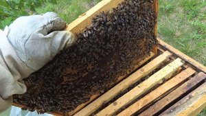 Как исправить пчелиную трутовую семью.
