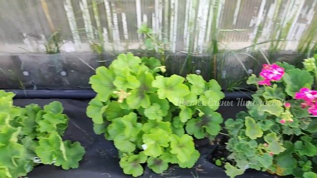 ГЕРАНЬ ВЗОРВЕТСЯ от ЦВЕТЕНИЯ! Волшебный Эликсир для Взрывного цветения Герани! смотреть онлайн