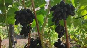 Виноград Рембо и Дубовский розовый