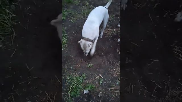Аргентинские доги выполняют земляные работы