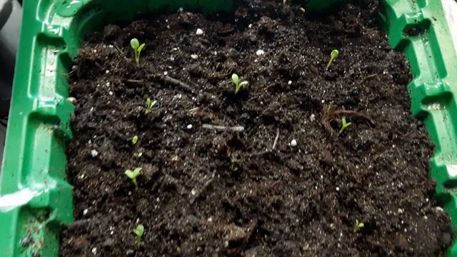 ЭФФЕКТИВНЫЕ ПРЕПАРАТЫ ОТ ВЫТЯГИВАНИЯ РАССАДЫ. смотреть онлайн