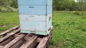 А как там поживает Среднерусская пчела?!#пчёлы #пчеловодство #природа #пасека